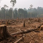 Tripura's Forest Department Wants AK-47s. That Is the Problem, Not the Solution.
